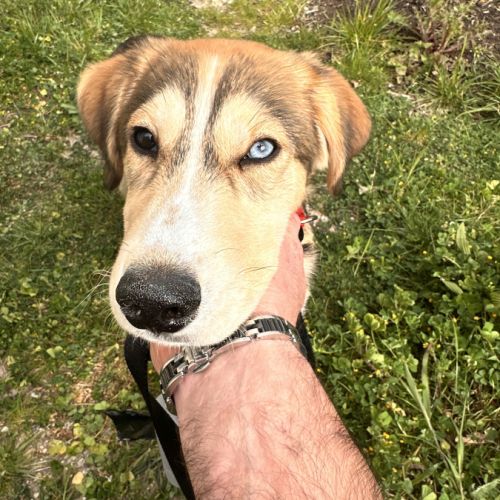 Magnifique chiot de 5 mois husky/setter
