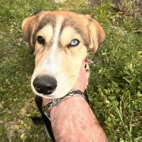 Magnifique chiot de 5 mois husky/setter #0