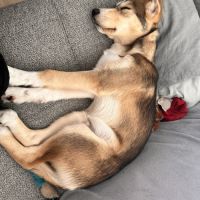 Magnifique chiot de 5 mois husky/setter #2