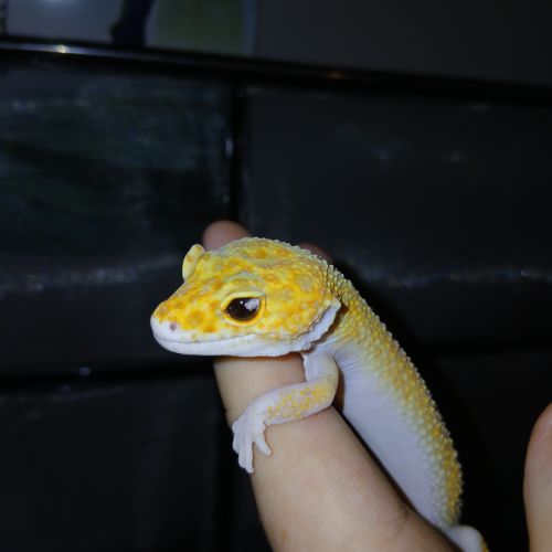 Gecko léopard femelle + terrariums +accessoires #1
