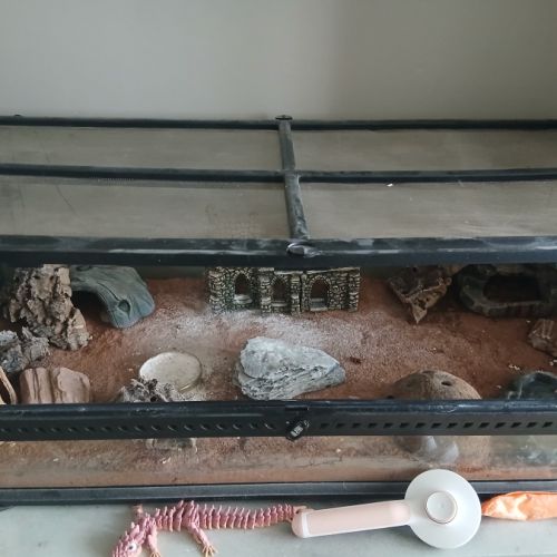 Gecko léopard femelle + terrariums +accessoires