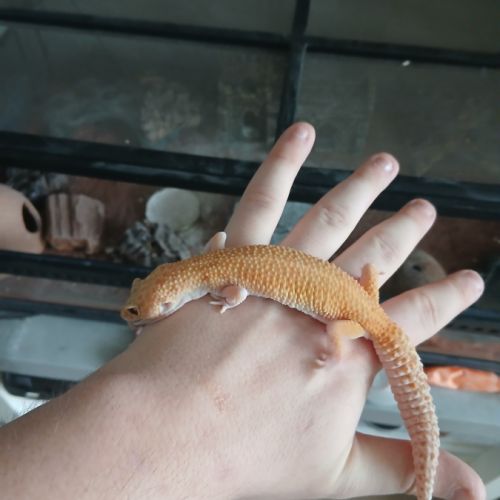 Gecko léopard femelle + terrariums +accessoires #4
