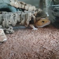 Gecko léopard femelle + terrariums +accessoires #2