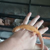 Gecko léopard femelle + terrariums +accessoires #4