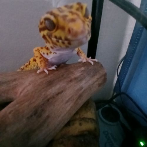 Gecko léopard male + terrariums + accessoires