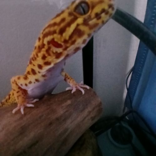 Gecko léopard male + terrariums + accessoires #2