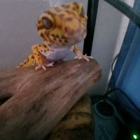 Gecko léopard male + terrariums + accessoires #0