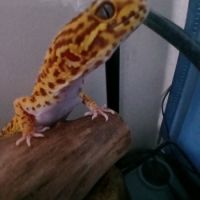 Gecko léopard male + terrariums + accessoires #2