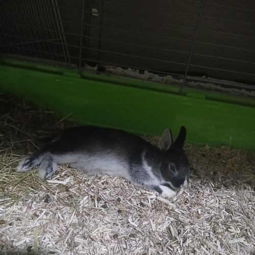 Lapin femelle #1