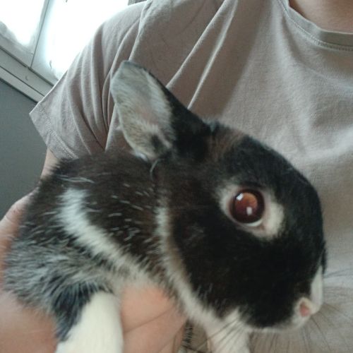 Lapin femelle #3