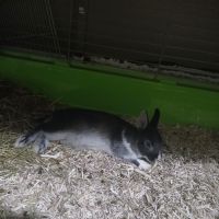 Lapin femelle #1