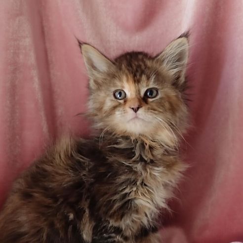 Chatons maine coon loof #1