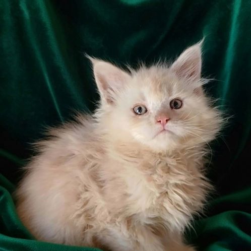 Chatons maine coon loof