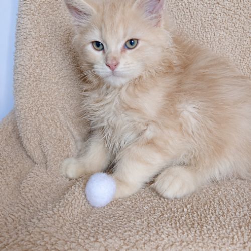 Chatons maine coon loof #4