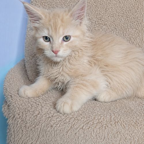 Chatons maine coon loof #5