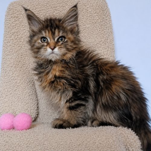 Chatons maine coon loof #8