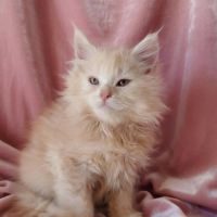 Chatons maine coon loof #2