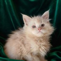 Chatons maine coon loof #0