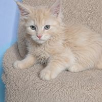Chatons maine coon loof #5