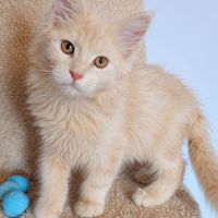Chatons maine coon loof #6
