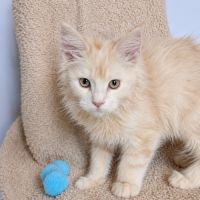 Chatons maine coon loof #7