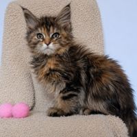 Chatons maine coon loof #8