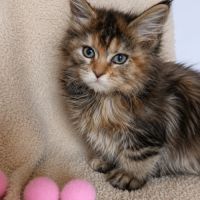 Chatons maine coon loof #9