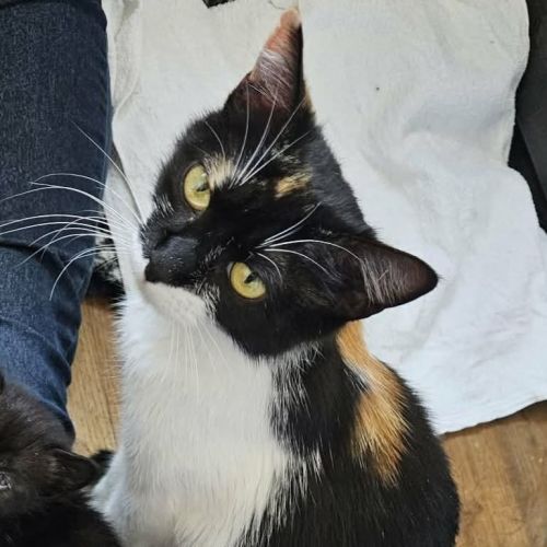 Chat freya