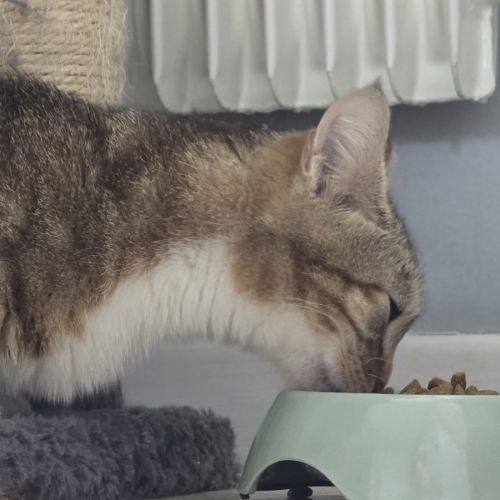 Chat vicky