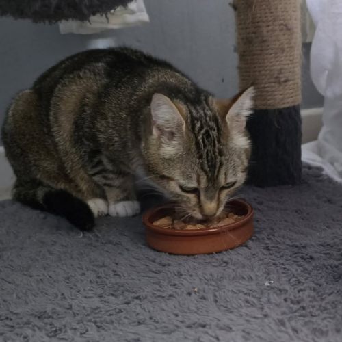 Chat vicky #3