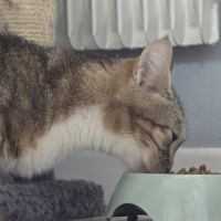 Chat vicky