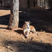 Cheri galgo aveugle, il voit avec son coeur #5