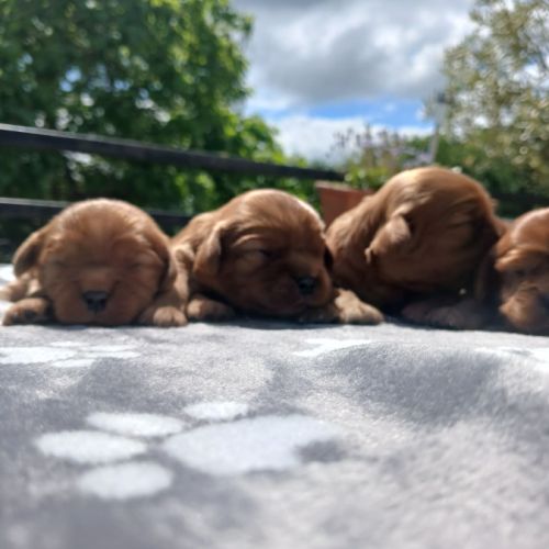 Chiots cavaliers king charles #0