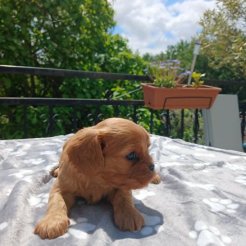 Chiots cavaliers king charles #2