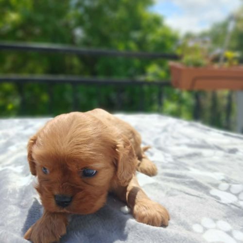 Chiots cavaliers king charles #4