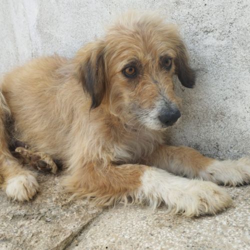 Quatre adorables chiots cherchent leur famille #1