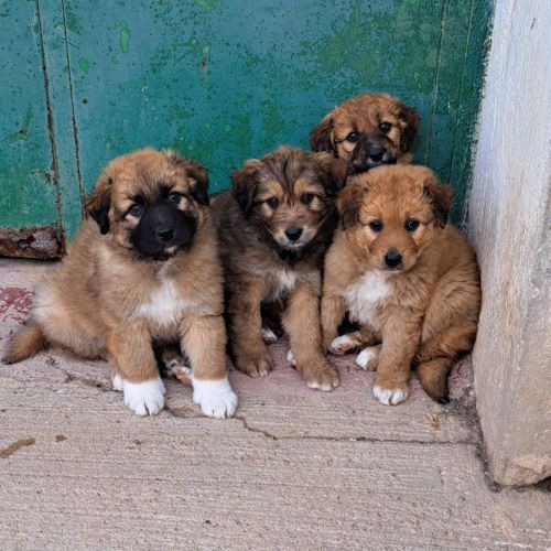 Quatre adorables chiots cherchent leur famille