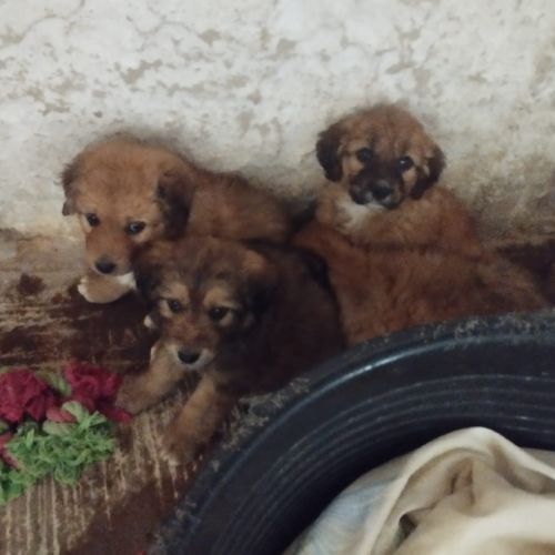 Quatre adorables chiots cherchent leur famille #3