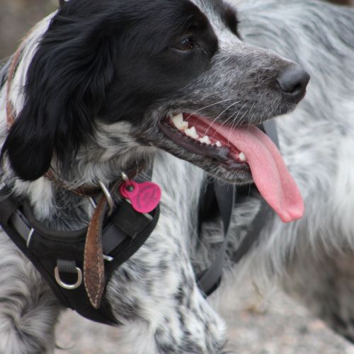 Quatre adorables chiots cherchent leur famille #9