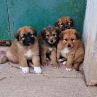 Quatre adorables chiots cherchent leur famille #0