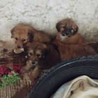 Quatre adorables chiots cherchent leur famille #3
