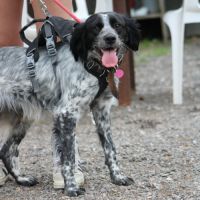 Quatre adorables chiots cherchent leur famille #8