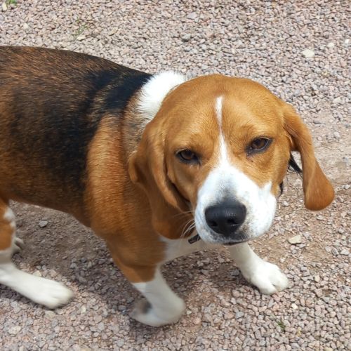 Donne chienne beagle 1 an