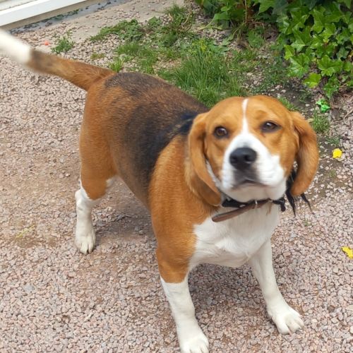 Donne chienne beagle 1 an #2