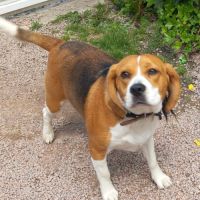 Donne chienne beagle 1 an #2