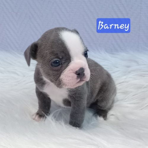 Chiot bouledogue français exotique #2