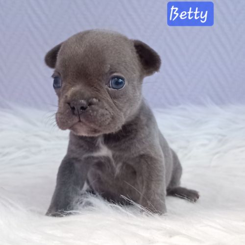 Chiot bouledogue français exotique #3