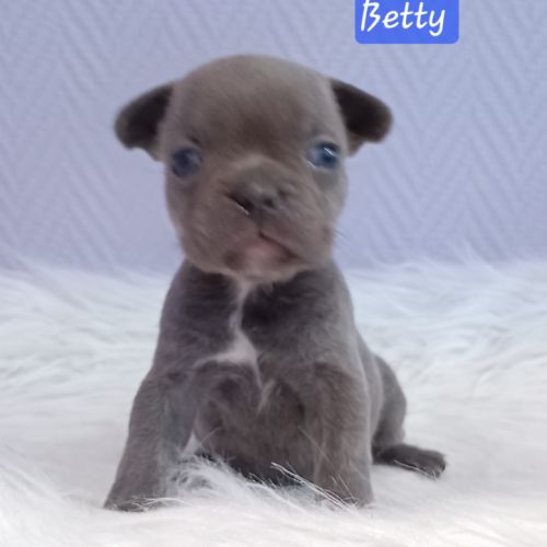 Chiot bouledogue français exotique