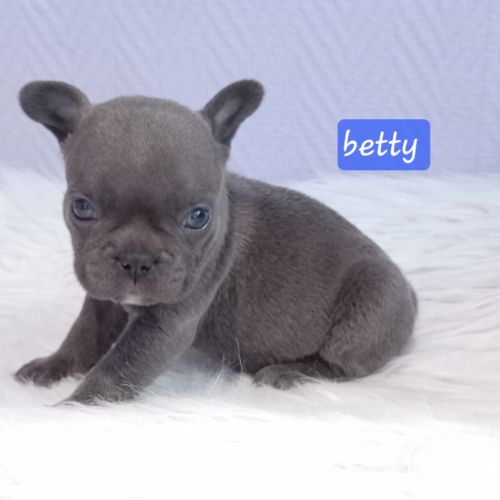 Chiot bouledogue français exotique