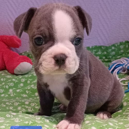 Chiot bouledogue français exotique